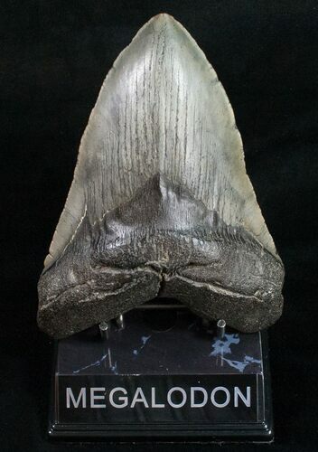 Huge Megalodon Tooth - South Carolina #10793
